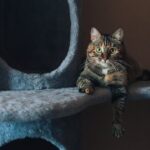 Le chat ne vous laisse pas dormir la nuit: Comment empêcher votre animal d’être actif la nuit ?