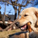 Régime BARF et alimentation naturelle pour chiens : Risques et avantages