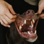 Comment habituer son chien à la muselière avec des méthodes positives ?