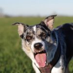 Adolescence chez le chien : Comment surmonter la « période difficile » de la maturation de votre animal ?