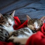 Rêves des chiens et des chats. Que se passe-t-il lorsqu’ils dorment ?