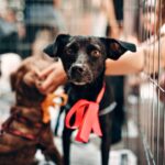 O cão tem medo de ficar na caixa ou no canil: O que fazer se ele ganir e entrar em pânico