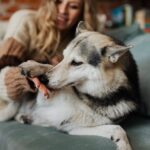 Jeux de flair pour chiens : Comment Développer L’odorat De Votre Chien À La Maison
