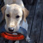 Pica : Pourquoi Mon Chat ou Mon Chien Mange-t-il des Objets Non Comestibles (plastique, tissu) ?