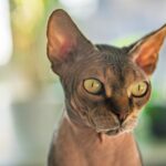 Sphynx Cat