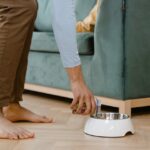 Comment passer correctement un chien ou un chat à une nouvelle alimentation sans troubles digestifs
