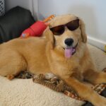 Jeux pour l’esprit: Comment fabriquer soi-même des jouets-casse-tête d’enrichissement pour son chien