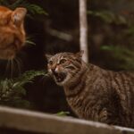 Syndrome d’agression soudaine chez les chats: Que faire si un chat attaque sans raison ?