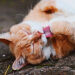 Pourquoi le chat se lèche excessivement jusqu’aux zones sans poils : Causes et que faire