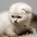 Syndrome du chaton orphelin : Particularités du comportement et de l’élevage des chatons sans mère