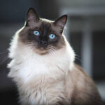 Ragdoll