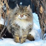 Gato del bosque de Noruega