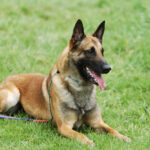Malinois (Belgian Shepherd)
