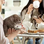 Katzencafé: Wie funktioniert es und lohnt es sich, solche Orte zu besuchen?