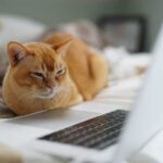 Télévision pour chats : Pourquoi la stimulation visuelle ?