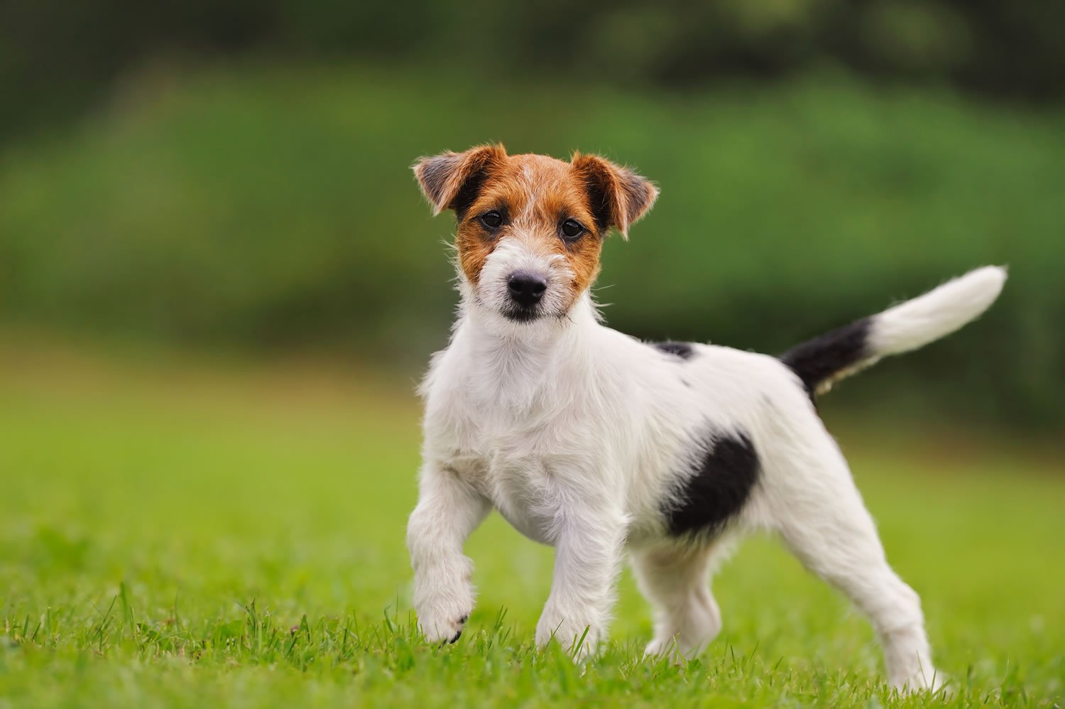 Jack Russell Terrier de caza