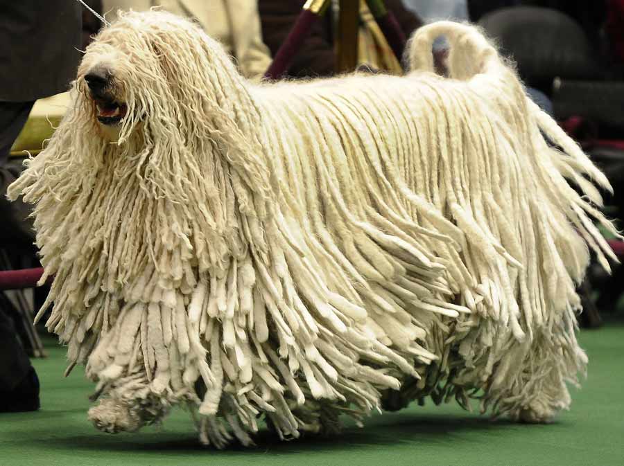 Komondor în natură