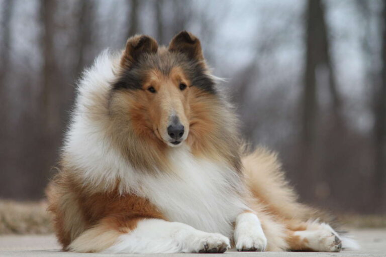 Collie cu Păr Lung