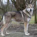 Saarloos Wolfdog