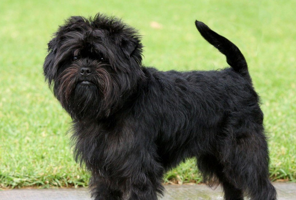 Affenpinscher fotografie