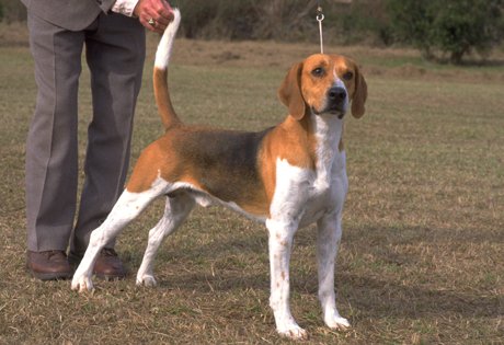 Cão da raça Harrier sentado na grama