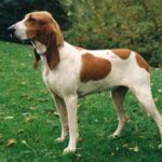 Swiss Hound (Schwyz type)