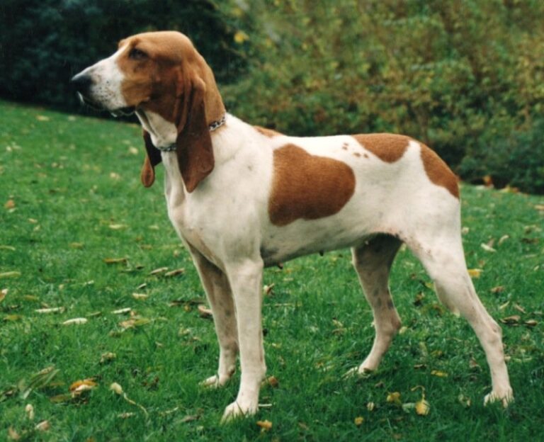 Schweizer Laufhund (Schwyzer Laufhund)