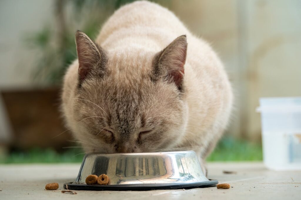 котик їсть корм