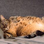 „Katzenminze“ gegen „Baldrianwurzel“: Was eignet sich besser für Ihr Haustier?