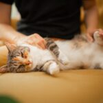 Pourquoi les chats ronronnent-ils ? Ce n’est pas toujours un signe de bonheur