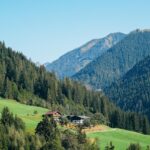 Rase ucrainene de pisici și câini: Introducere în patrimoniul național