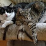 Votre chat a-t-il besoin d’un compagnon : Comment savoir si votre animal se sent seul ?