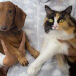 Microbiote intestinal: Comment il influence l’immunité et l’humeur de votre animal ?