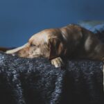 Soins palliatifs pour les animaux: Comment assurer la qualité de vie d’un animal de compagnie incurablement malade ?