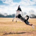 Dog frisbee et flyball : Introduction aux sports inhabituels pour votre chien