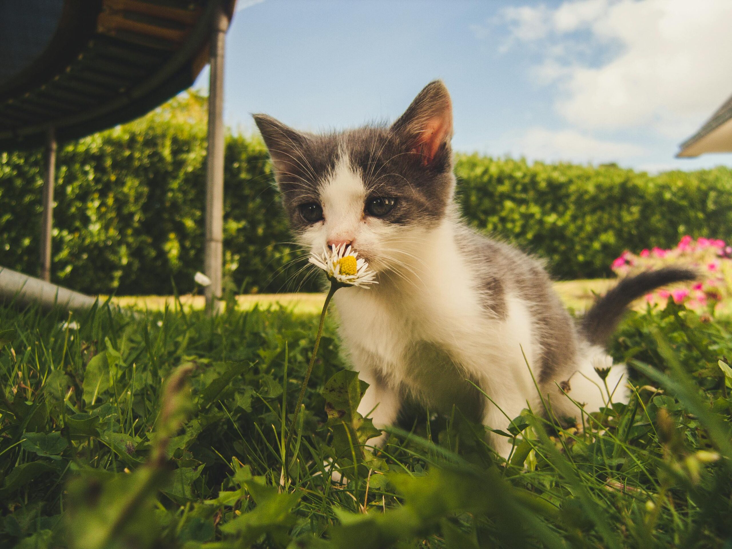 Un pisoi roșcat mic se uită cu prudență de după un colț în cameră.