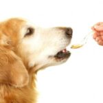 Traitement sans stress : Comment donner un médicament à un chat ou à un chien ?