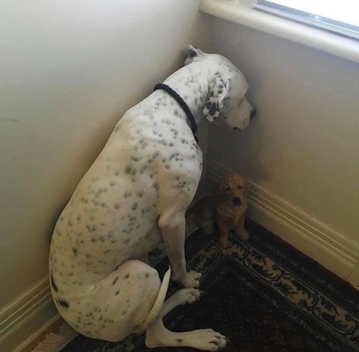 A dog with a guilty expression