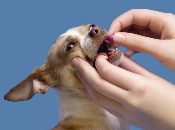 A person giving a pill to a golden retriever dog
