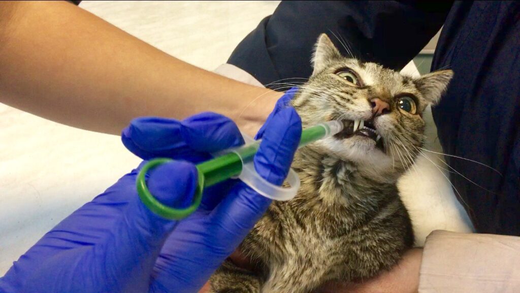 A person wrapping a cat in a towel to give it a pill
