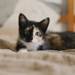 Tierarzt-Tipps: Wie man richtig für ein Kätzchen sorgt?