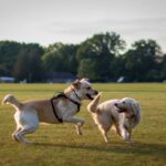 « Effet Coolidge » chez les animaux : Pourquoi votre animal de compagnie peut-il se comporter différemment avec de nouveaux partenaires ?