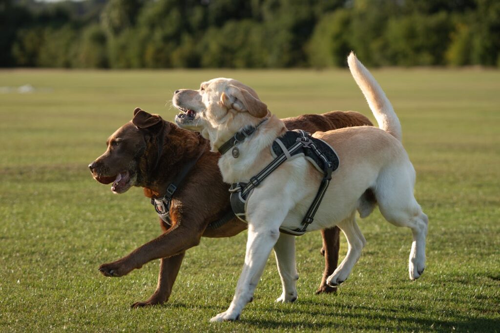 Dois cervos com grandes chifres em uma floresta.