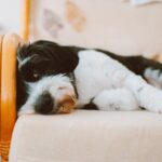 « Ce n’est pas ma faute ! » : Comment les animaux savent faire semblant et justifier leurs bêtises ?