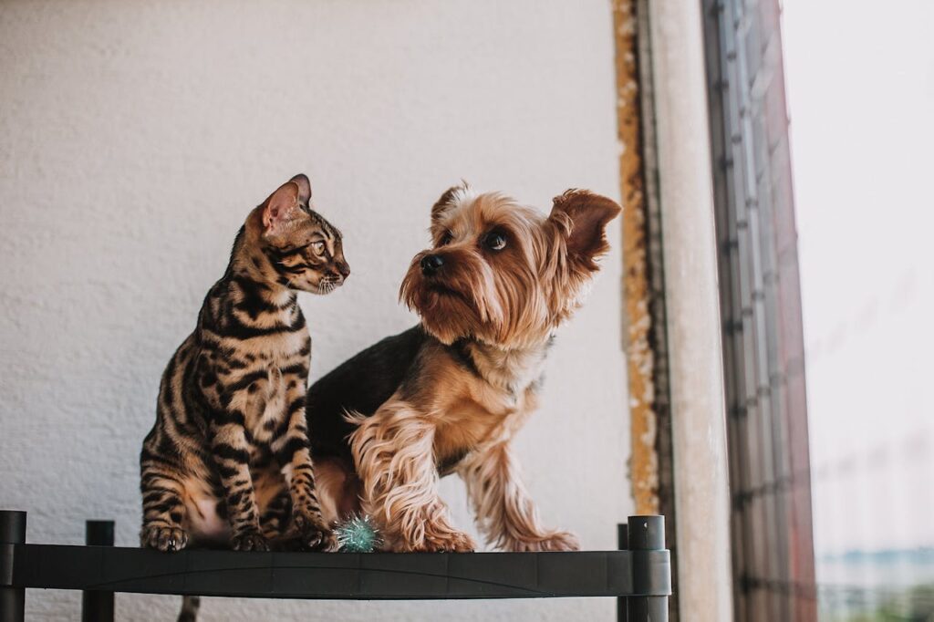 Um cachorro e um gato sentados juntos em um sofá.