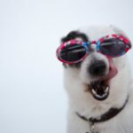 Les animaux ont-ils le sens de l’humour : Que Dit la science sur la capacité des chiens et des chats à plaisanter ?