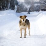 Мороз не для всех: Как правильно защитить лапы собаки от реагентов и переохлаждения?