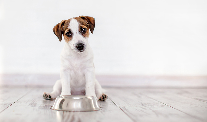 Un chiot est assis patiemment à côté de sa gamelle.