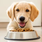 Choisir le meilleur : Aliments et vitamines de qualité pour la croissance active du chiot