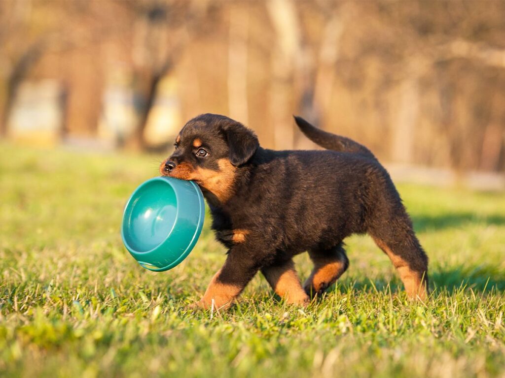 Une personne verse des croquettes dans la gamelle d'un chiot.